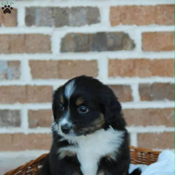 Belle, Miniature Australian Shepherd Puppy